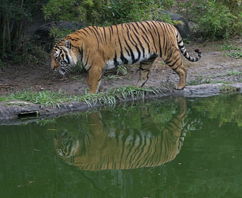 Laos wildlife