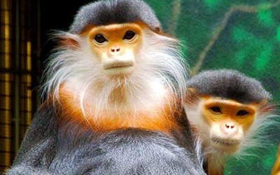 laos-wildlife-Douc-Langur