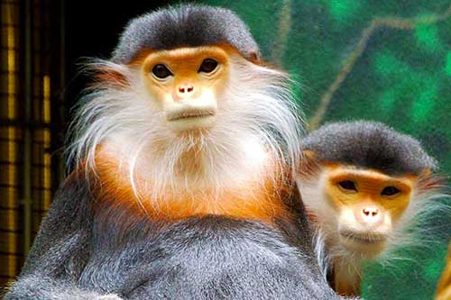 laos-wildlife-Douc-Langur